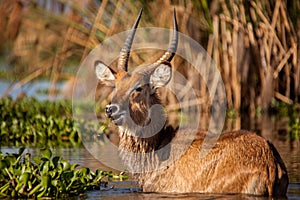 AntÃÂ ÃÂ­lopes africanos eating in a safari in Kenya, Africa photo